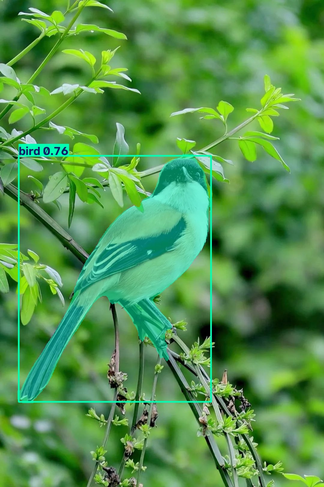 segment 分割掩码